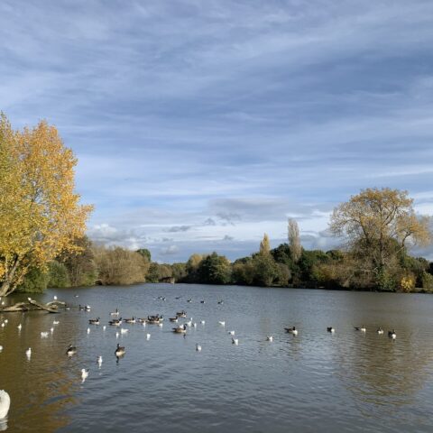 Earlswood Lower Lake