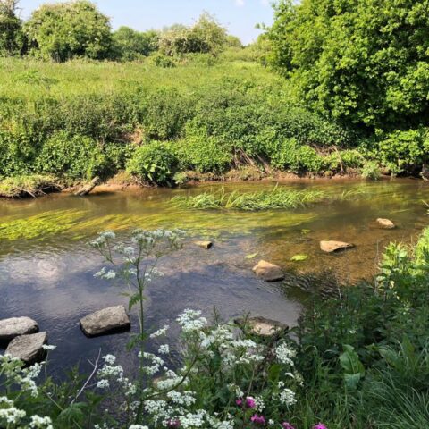 River Mole – Church Meadows to Court Lodge Playing Fields